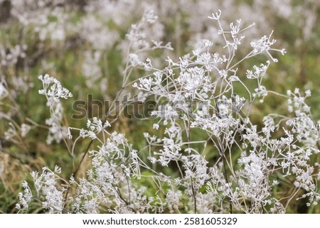 Similar – Image, Stock Photo Hoarfrost covered dried up garden plant