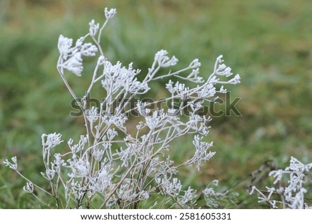 Similar – Image, Stock Photo Hoarfrost covered dried up garden plant