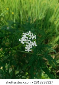 Nature's delicate details. A cluster of tiny white stars amidst the rich greens. Simply beautiful.