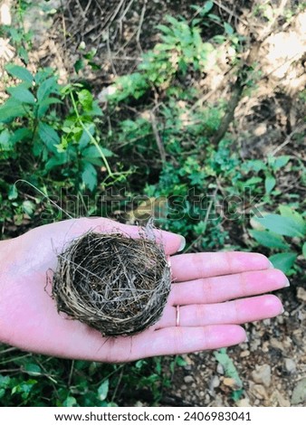 Nature's delicate masterpiece: an abandoned hummingbird nest, a testament to avian ingenuity and the transient beauty of life.