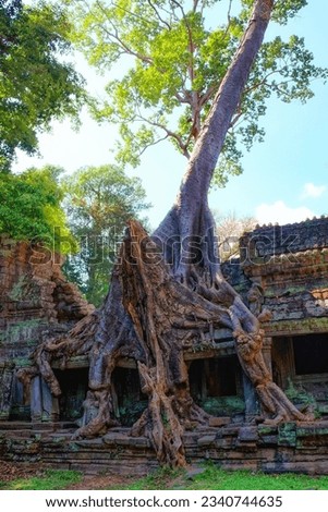 Nature's dominance: Monstrous ficus tree roots conquer the ancient Khmer Empire ruins in Cambodia's autumn landscape.