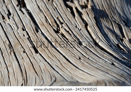 Nature's Elegance: Close-up Photo of Smooth Bark on an Old Dried-Out Tree, Revealing Subtle Curved Lines, Captured on Table Mountain.