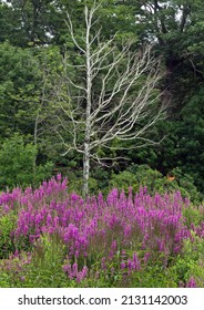 Natures Garden Along Sterling Pond. Destination Fair Haven Beach State Park In New York