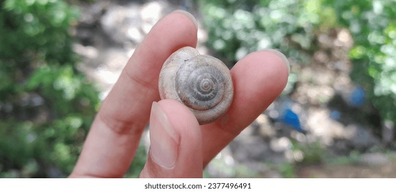 Nature's Gem Held Gently: Snailshell Between Two Fingers. Her hands reveal a world of treasures as she presents a tiny shell, a token of forest memories