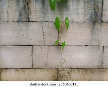 Nature's Graffiti: A vibrant green vine climbs up a weathered brick wall, creating a striking contrast between nature and urban decay.