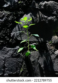 Nature's Instinct, Resilience And Perseverance For Survival. A New, Green Plant Growing Out Of A Hard, Rough Stone Wall Where All Other Plants And Shrubs Have Died Due To Scorching Heat.