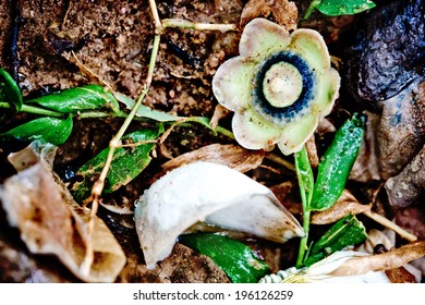 Nature's Melting Pot Beneath Trees In The Rain