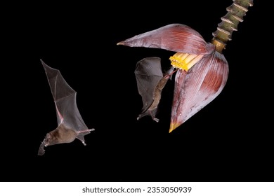 Nature's nocturnal pollinators, Leaf-nosed Bats sipping nectar from a banana flower in Costa Rica