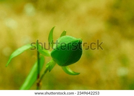 Nature's Secrets Unveiled: Captivating Close-up of Enigmatic Wild Bud Unfurling