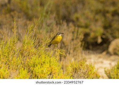 Nature's Songsters: Western Yellow Wagtail Birds Amidst the Wilderness - Shutterstock ID 2334952767