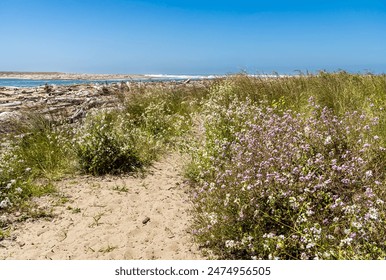 Nature's wildflowers at an ocean sandy beach with blue sky and waves. - Powered by Shutterstock