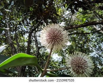 Nauclea Orientalis Grow Up In The Rainforest Kalimantan Island 