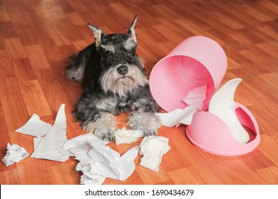 Naughty Bad Schnauzer Puppy Dog Playing With Papers From Garbage Basket.Dog Lies Among The Torn Paper.Mischief Dog Home.