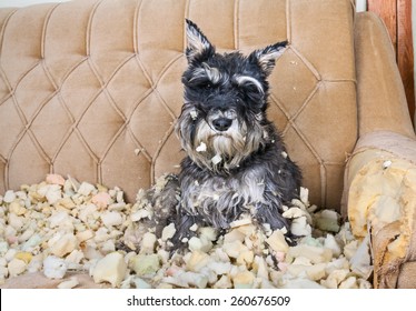 Naughty bad schnauzer puppy dog sitting on a couch that she has just destroyed. 