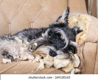 Naughty bad schnauzer puppy dog sleeping on a couch that she has just destroyed. 