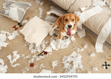 Naughty Beagle dog with torn pillows and toilet paper rolls sitting on floor in messy living room - Powered by Shutterstock