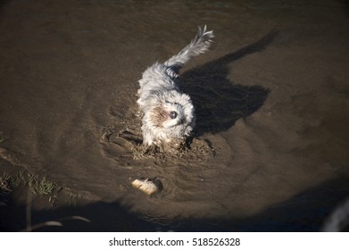 Naughty Bearded Collie Dog Enjoying His Mud Bath. He Is Shaking In A Muddy Puddle. Luckily He Has Short Coat For Easier Treatment And Shower At Home.