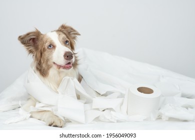 Naughty Border Collie Dog Lies On A Bed With Torn Toilet Paper. Disobey Concept