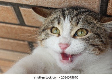 Naughty Cat With Big Green Begging Eyes And Mouth Open. Cute Cat Portrait