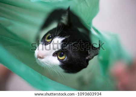 Naughty Cat Green Plastic Bag