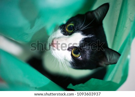 Naughty Cat Green Plastic Bag