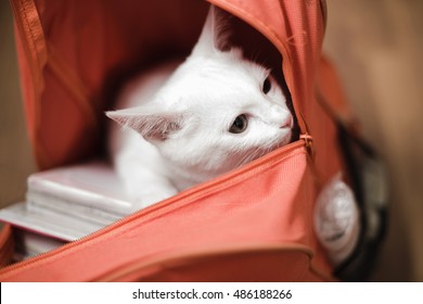 Naughty Cat Hide In School Bag .