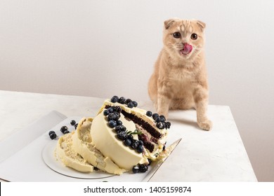 Naughty Cat Licking His Lips With Broken Cake. Bold Cat. Gourmet. Cute Scottish Fold Cat. Rogue