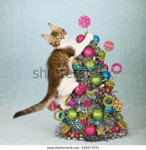 22+ Maine Coon Christmas Ornament 2021