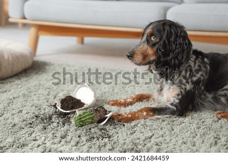 Naughty cocker spaniel with broken flowerpot on green carpet at home