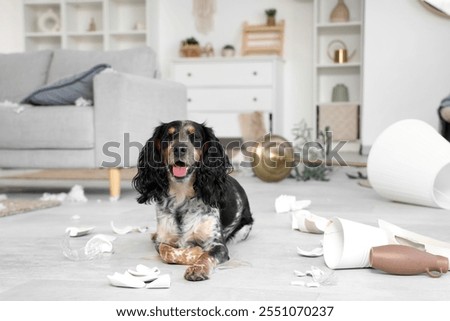 Naughty cocker spaniel with broken things lying on floor in messy living room