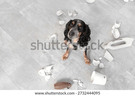 Naughty cocker spaniel with broken things on floor at home