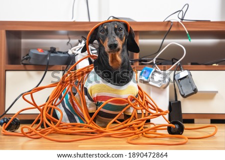 Naughty dachshund was left at home alone and made a mess. Dog in striped t-shirt scattered and tore apart wires and electrical appliances.