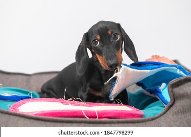 Naughty Dachshund Puppy Has Stolen Home Slippers Of Owner And Is Gnawing Them In Pet Bed, Front View. Baby Dog With Guilty Look Was Caught In The Act