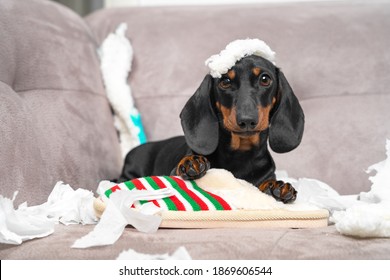 Naughty Dachshund Puppy Was Left At Home Alone And Started Making A Mess. Pet Tore Up Furniture And Chews Home Slipper Of Owner. Baby Dog Is Sitting In The Middle Of Chaos