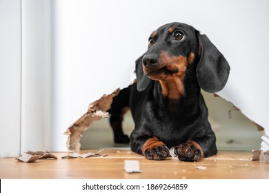 Naughty dachshund puppy was locked in room alone and chewed hole in door to get out. Poorly behaved pets spoil furniture and make mess in apartment