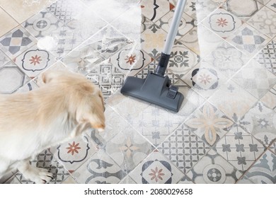 Naughty Dog Is Afraid And Barks At Vacuum Cleaner While Cleaning House, Selective Focus