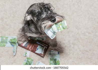 Naughty dog, bad schnauzer puppy in the middle of mess of torn money. Bad dog sitting on the torn pieces of euro notes.