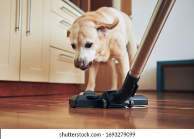 Naughty Dog Barking On Vacuum Cleaner During House Cleaning. 