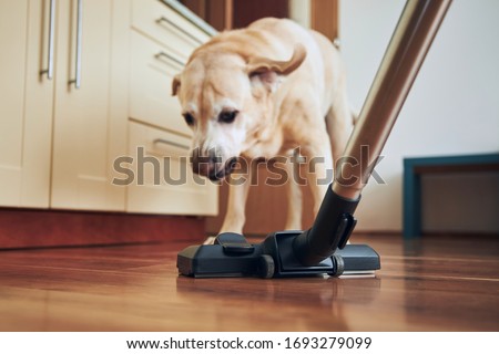 Naughty dog barking on vacuum cleaner during house cleaning. 
