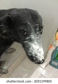 Naughty Dog Caught Playing With Flour