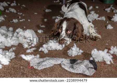 Naughty dog. Cute sorry looking guilty dog with chewed up stuffing mess. Bored pet spaniel home alone with toy, bedding and a sock. Sad innocent puppy expression with pitiful eyes. Funny animal meme.