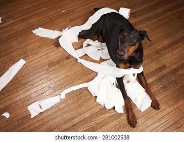 Naughty dog!  Doberman lying on a wood floor with toilet paper all over.  