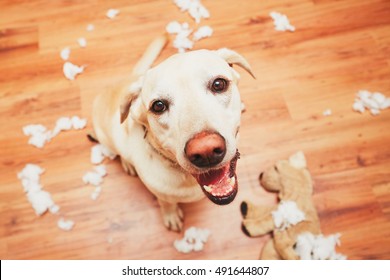 Naughty Dog Home Alone - Yellow Labrador Retriever Destroyed The Plush Toy And Made A Mess In The Apartment