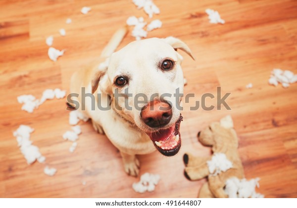 いたずら好きな犬だけ家に帰る 黄色いラブラドール レトリーバーがこのプラッシュおもちゃを壊し アパートを散らかした の写真素材 今すぐ編集