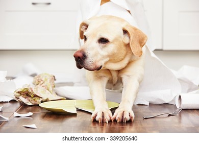 Naughty Dog - Lying Dog In The Middle Of Mess In The Kitchen.