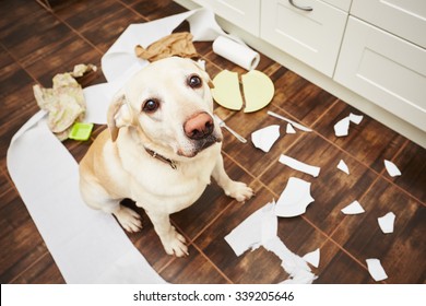Naughty dog - Lying dog in the middle of mess in the kitchen.
