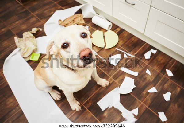 Naughty dog - Lying dog in the middle of mess in\
the kitchen.