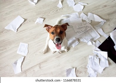 Naughty Dog In The Mess. Bad Dog Sitting In Torn Pieces Of Documents On The Floor. Pet Tore Up Important Documents. Bad Dog Sitting And Looking Up On His Owner 