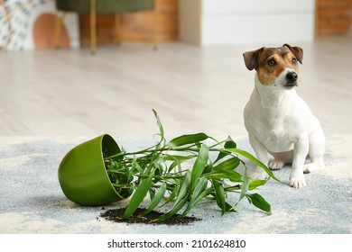 Naughty Dog Near Overturned Houseplant On Carpet