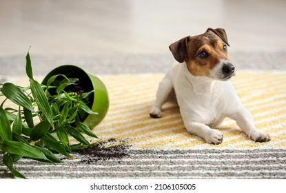 Naughty dog near overturned houseplant on carpet